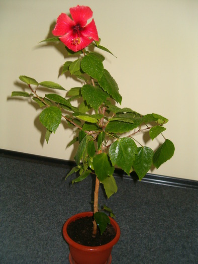 Hibiscus rosu
