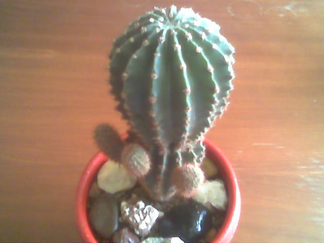 Echinopsis 01.MAI.2005 - De cand am cactusi - suculentele si altele
