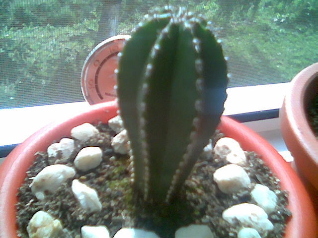 Pachycereus marginatus 21.IUL.2008