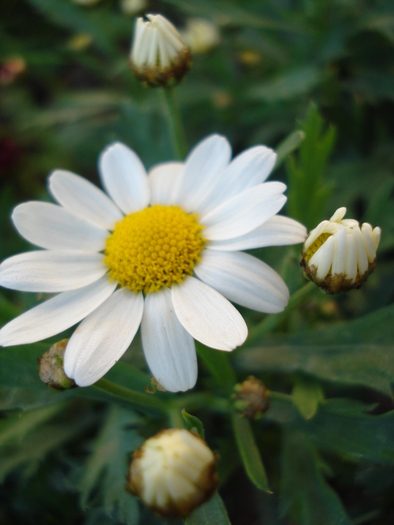Daisy Madeira White (2010, May 11) - Argyranthemum Madeira White