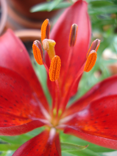 Red Asiatic lily, 12may2010 - Asiatic lily Red