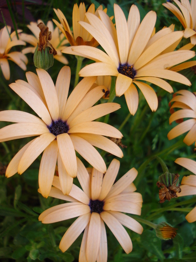 Daisy Orange Dream (2010, May 11)