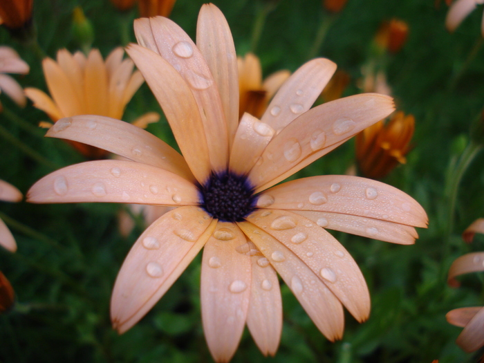 Daisy Orange Dream (2010, May 13)