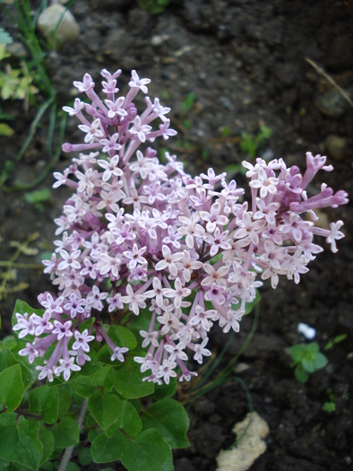 Syringa patula Miss Kim (2010, May 11) - Liliac_Syringa patula Miss Kim