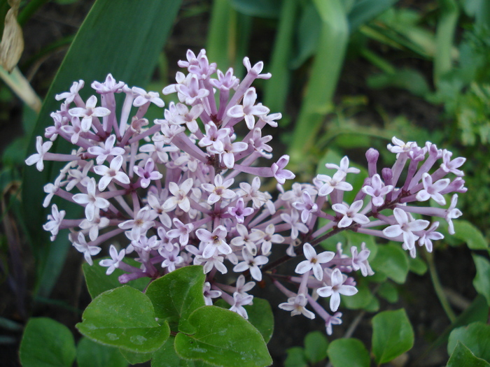 Syringa patula Miss Kim (2010, May 11) - Liliac_Syringa patula Miss Kim