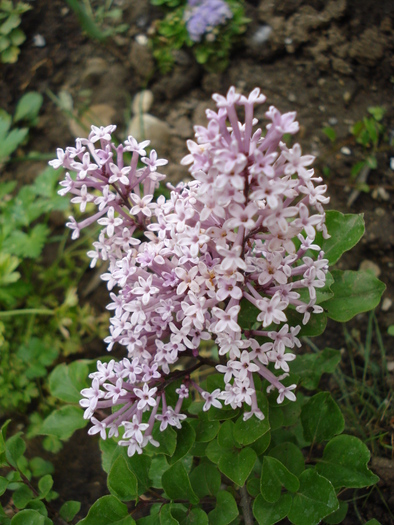 Syringa patula Miss Kim (2010, May 12) - Liliac_Syringa patula Miss Kim