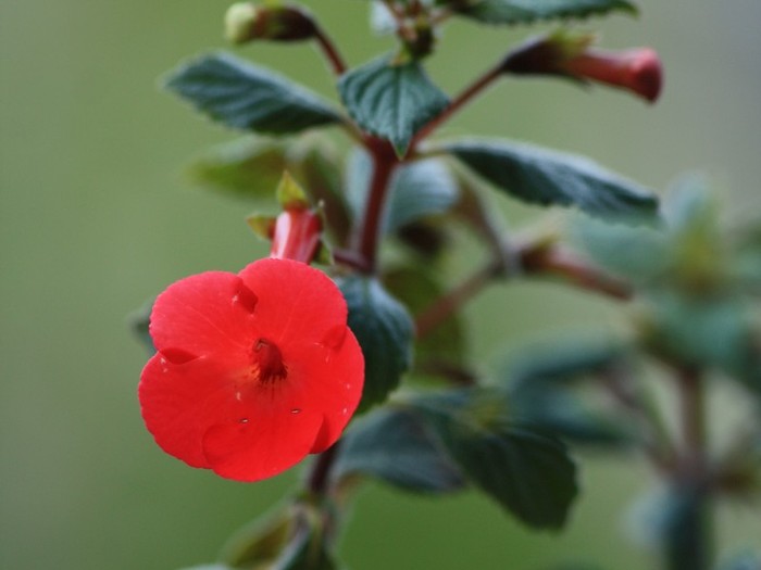 Orange delight - Achimenes