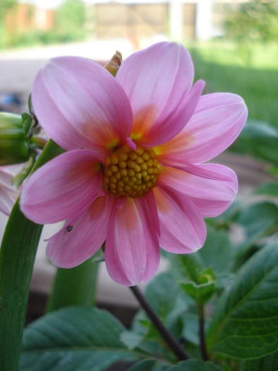 DahliaTopmix Pink (2010, May 13) - Dahlia Topmix Pink