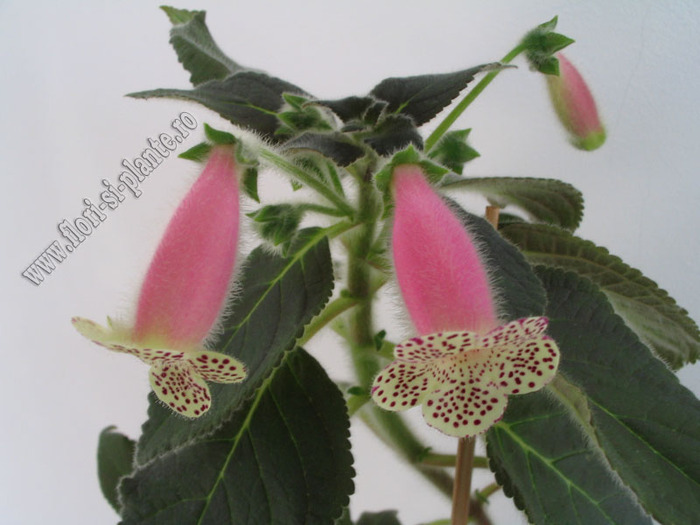 Kohleria HCY`s Jardin Monet 6