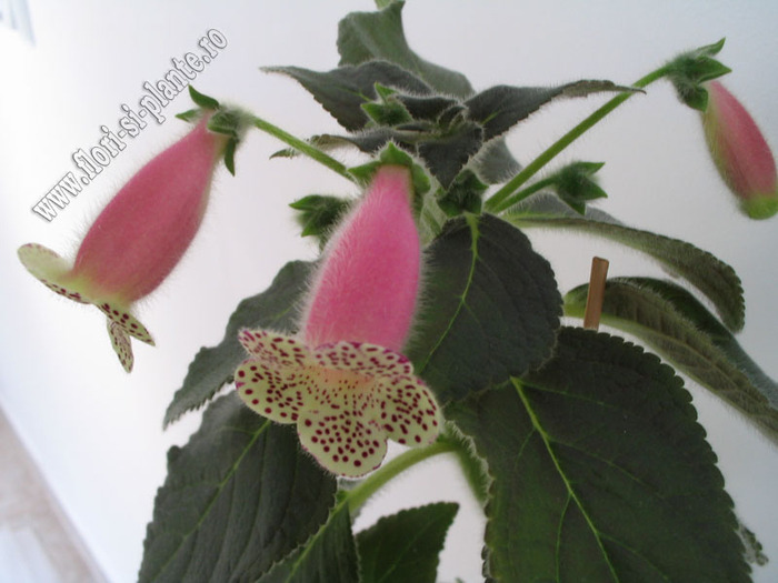 Kohleria HCY`s Jardin Monet 7