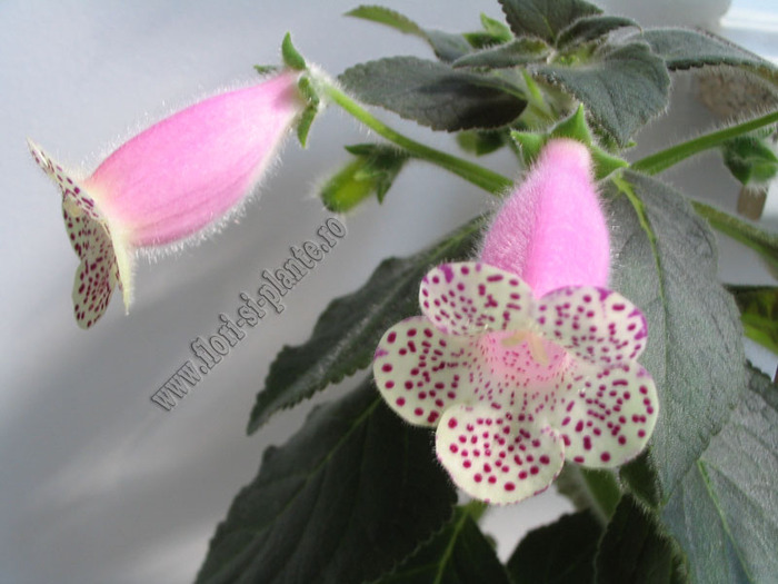 Kohleria HCY`s Jardin Monet 8