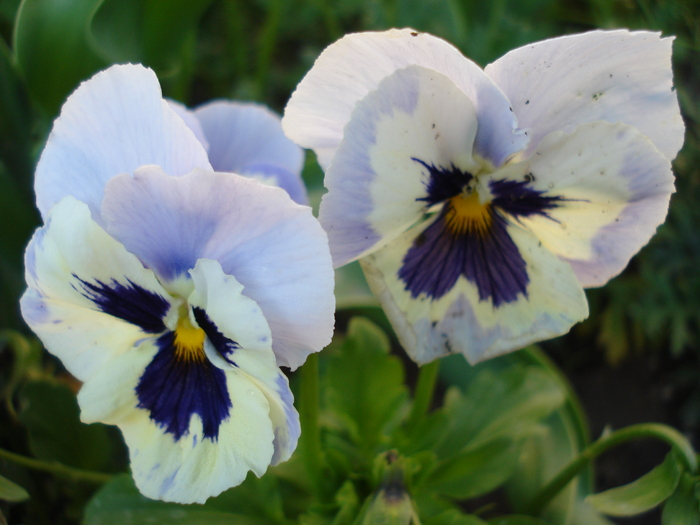 Mariposa Marina pansy, 11may2010 - Marina Mariposa pansy