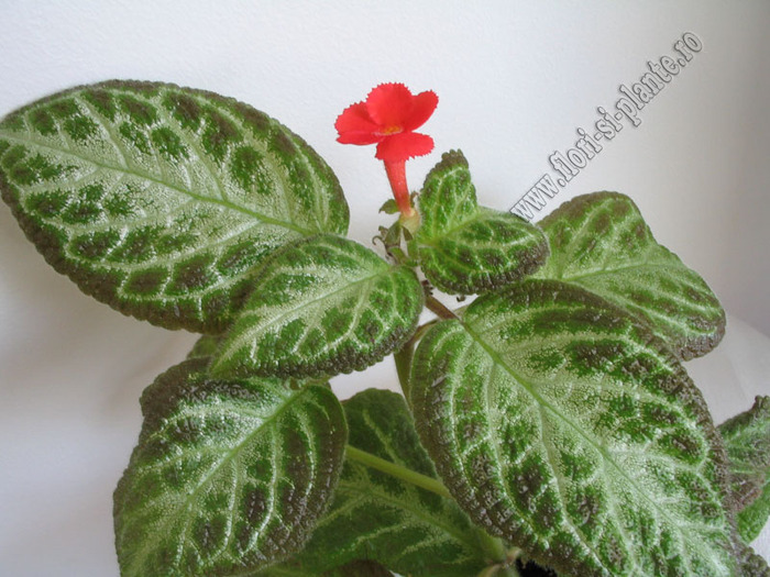 Episcia Faded Jade 3 - EPISCIA