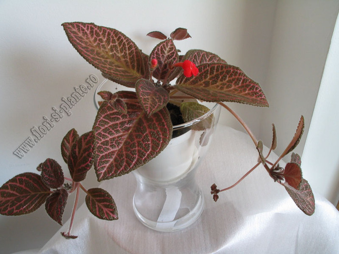 Episcia Kee Wee 4