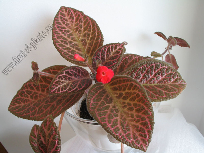 Episcia Kee Wee 5