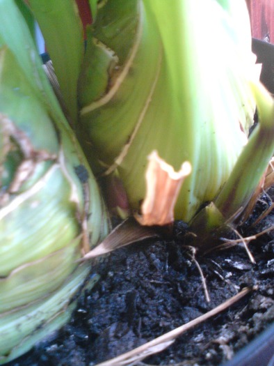 cymbi; noi pui de cymbi linga pl mama
