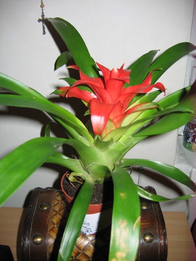 guzmania; 14.05.10
