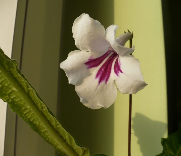P1260222 - Streptosi 2010