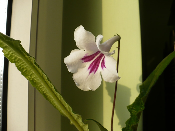 P1260224 - Streptosi 2010