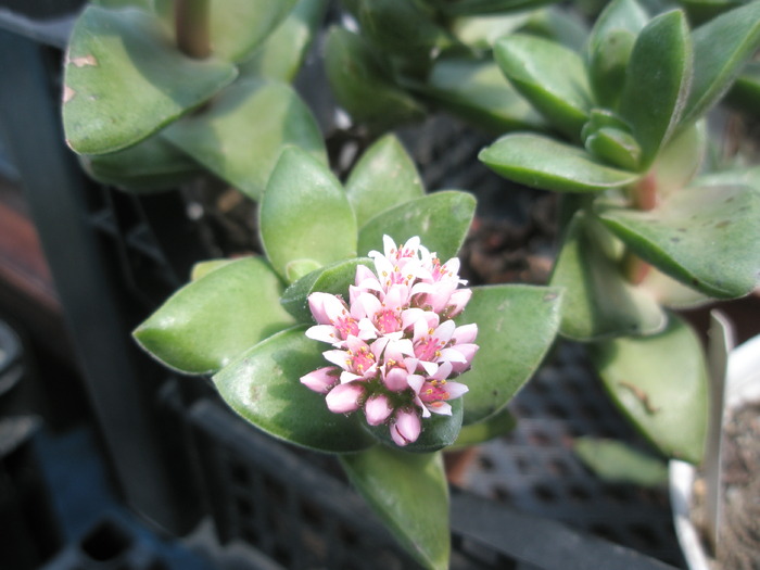 Crassula cv. Bride,s Bouchet - SUCULENTE