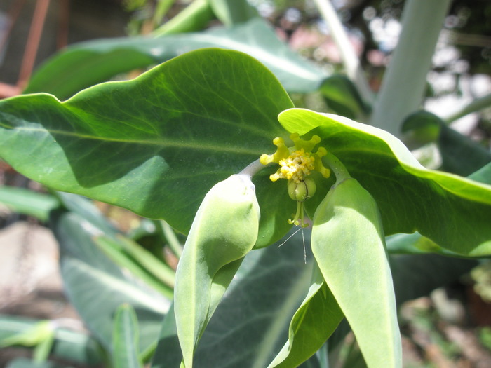 Euphorbia de gradina - floare - Plante de EXTERIOR