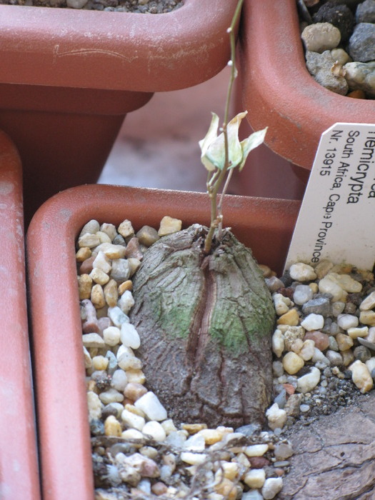 Dioscorea hemicrypta