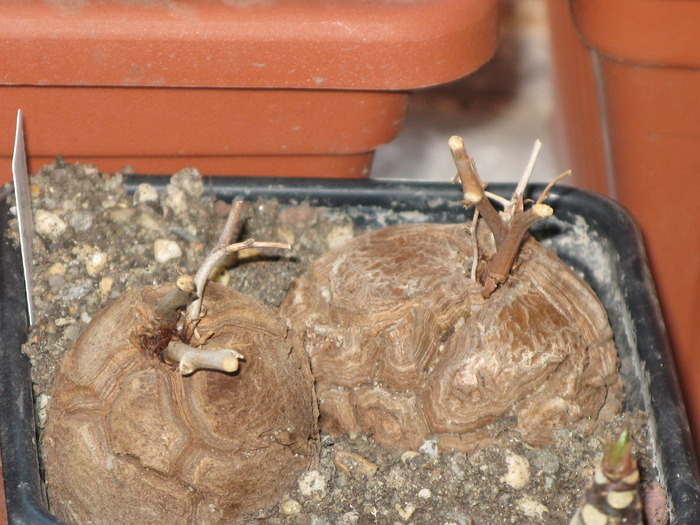 Dioscorea elephantipes - Caudex Plante cu caudex