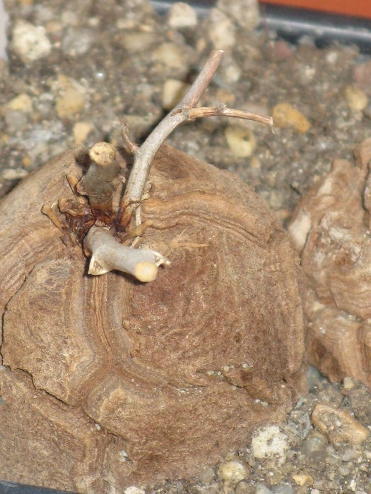 Dioscorea elephantipes - Caudex Plante cu caudex