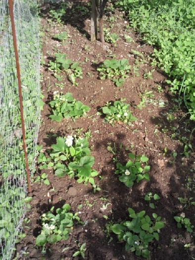 Capsune plantate in aprilie 2010 - Pomi fructiferi fructe si arbusti