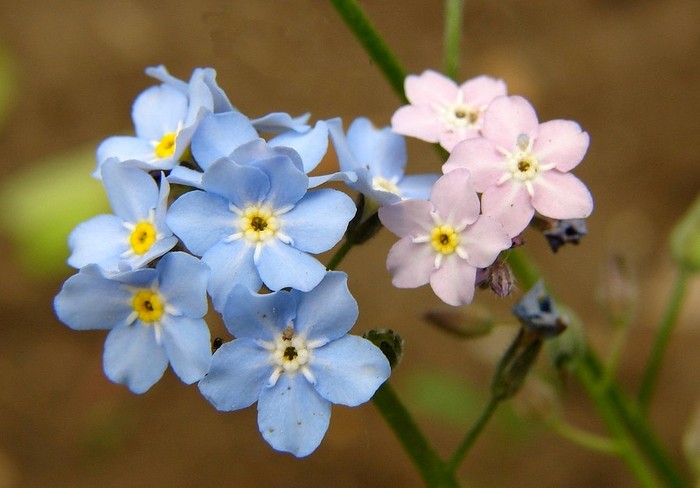 nu-ma-uita roz - albastra - Flori