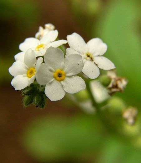 nu ma uita alba - Flori - Edelweiss