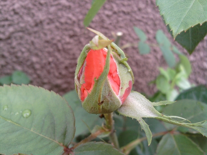 SP_A0650