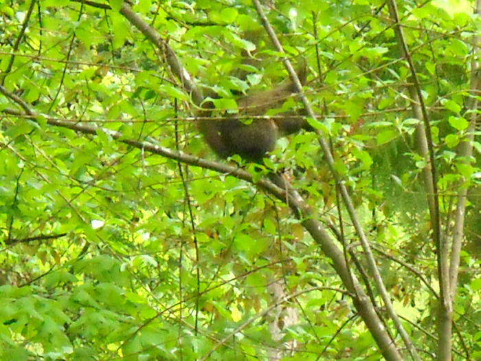 ......iaca veverita......