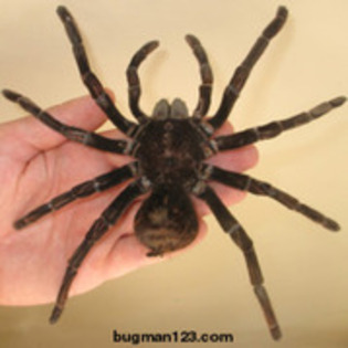 14063102_XPQMQZNGD - aproape toate pozele care le am pe pc