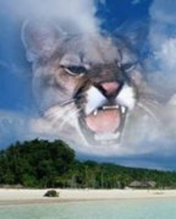 14063135_YNROYCLCU - aproape toate pozele care le am pe pc