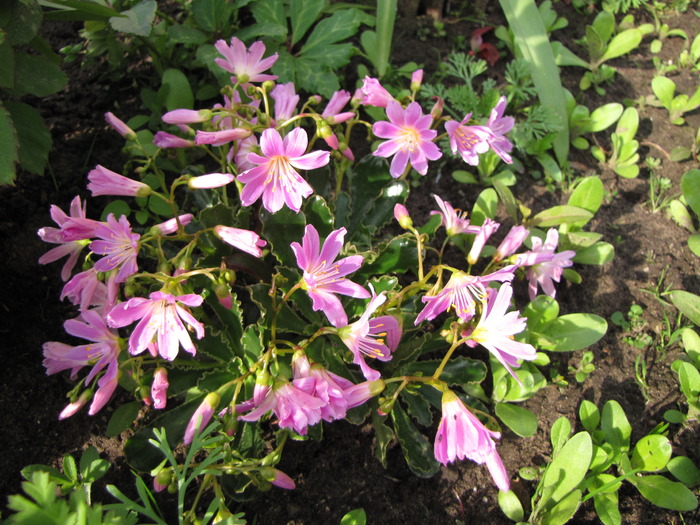 Lewisia Cotyledon 15 mai 2010 - plante diverse