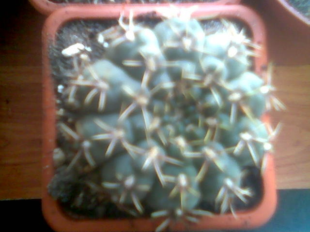 Gymnocalycium quehlianum 12.Mai.2010 - De cand am cactusi - suculentele si altele