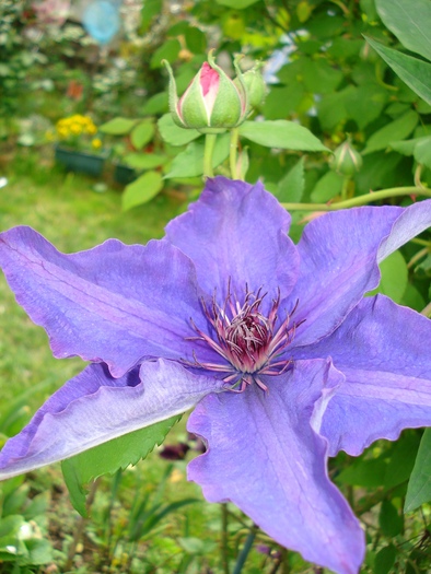 15052010 - Clematis 2010