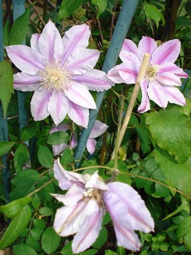 "Dr. Ruppel"15052010 - Clematis 2010