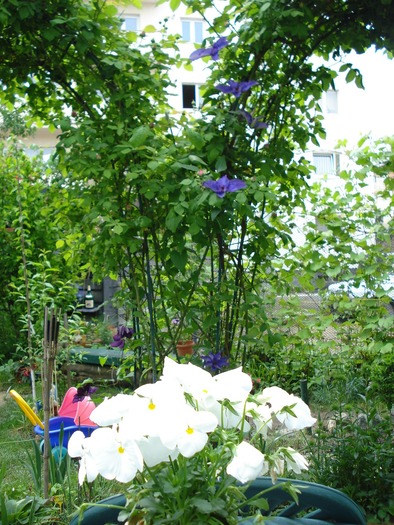 DSC03965