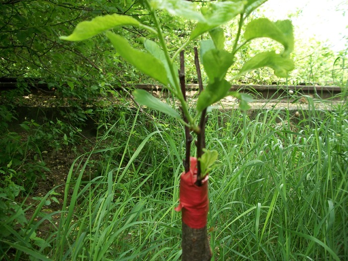 altoiri 2009 &2010 012; prun in corcodus
