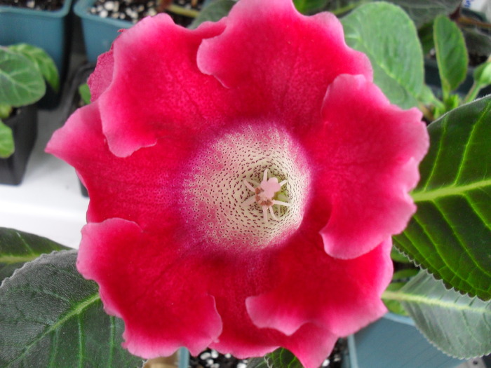 Tigrina Red 2 TR1 - Gloxinii 2010