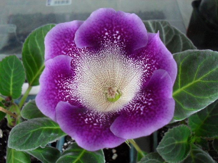 Astral - Gloxinii 2010