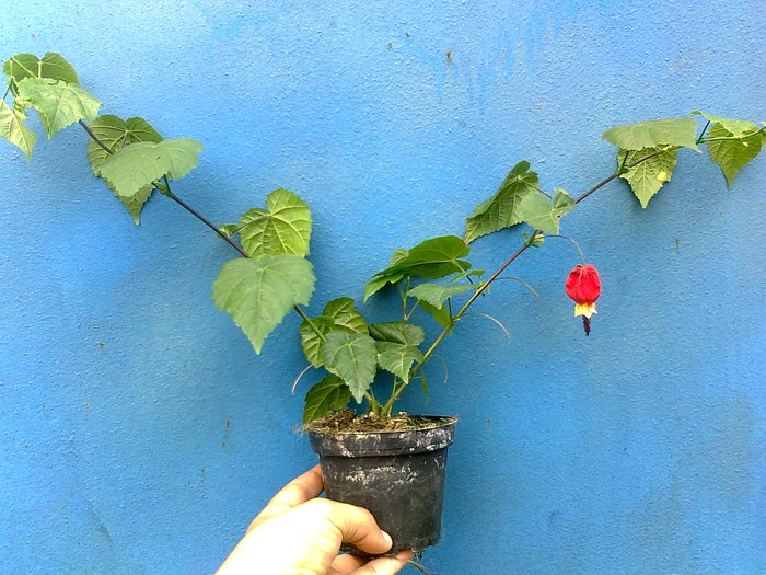 de vanzare - abutilon-de  vanzare iulie 2012