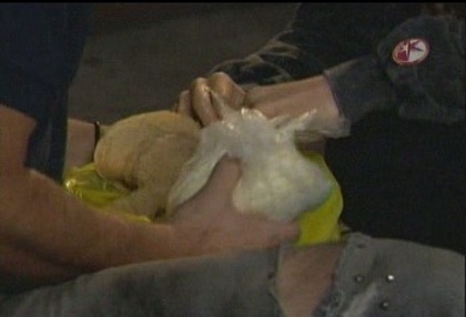 BelindaPhotosCom_Caps_Camaleones_001_(63) - Cameleonii