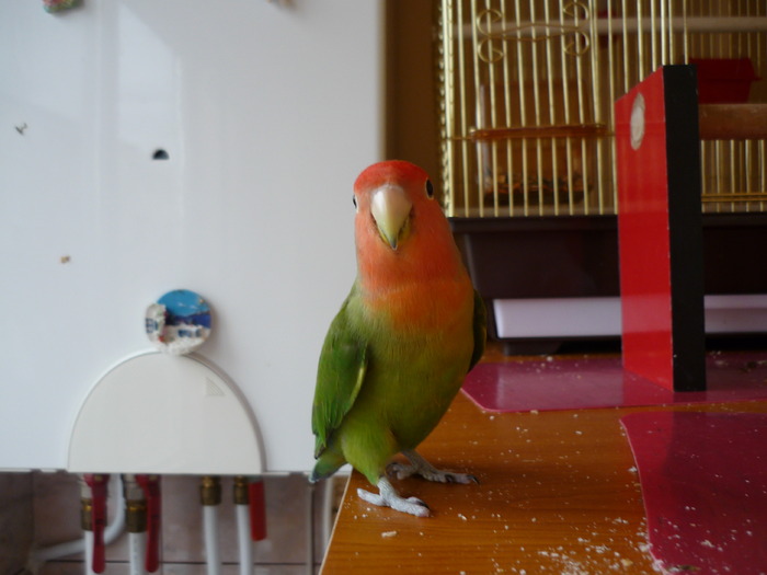P1010830 COCO; 12 MAI 2010
