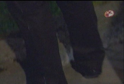 BelindaPhotosCom_Caps_Camaleones_Capitulo_3_(639) - Cameleonii