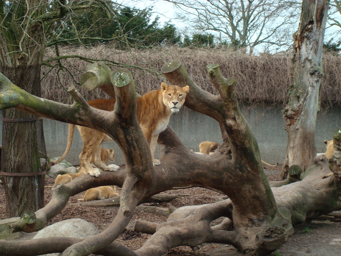 zoo. kopenhaga 30 martie 2008 001 - zoo-copenhaga