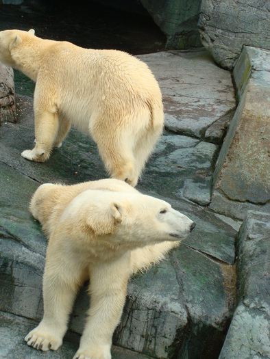 zoo. kopenhaga 30 martie 2008 007 - zoo-copenhaga