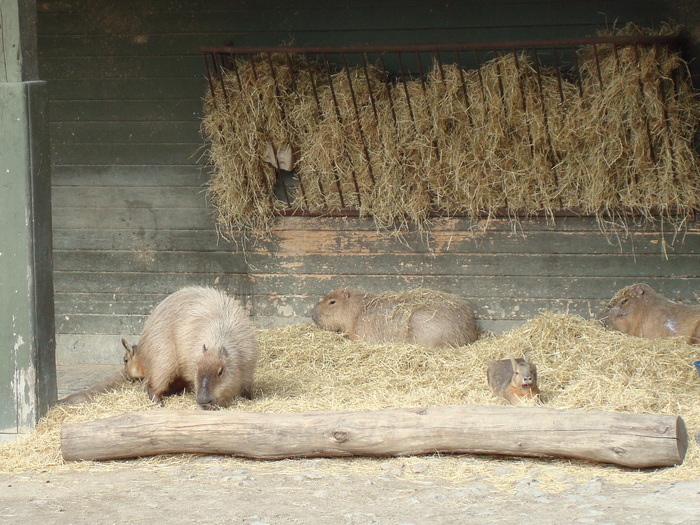 zoo. kopenhaga 30 martie 2008 013 - zoo-copenhaga